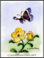 Blue Butterfly and Yellow Flower