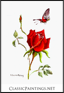 Deep Red Rose and Butterfly