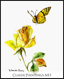 Yellow Rose and Yellow Butterfly